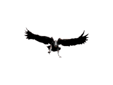 Gif animé vautour attaque